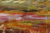 Colorful, Polished Petrified Wood Slab - Arizona #184714-1